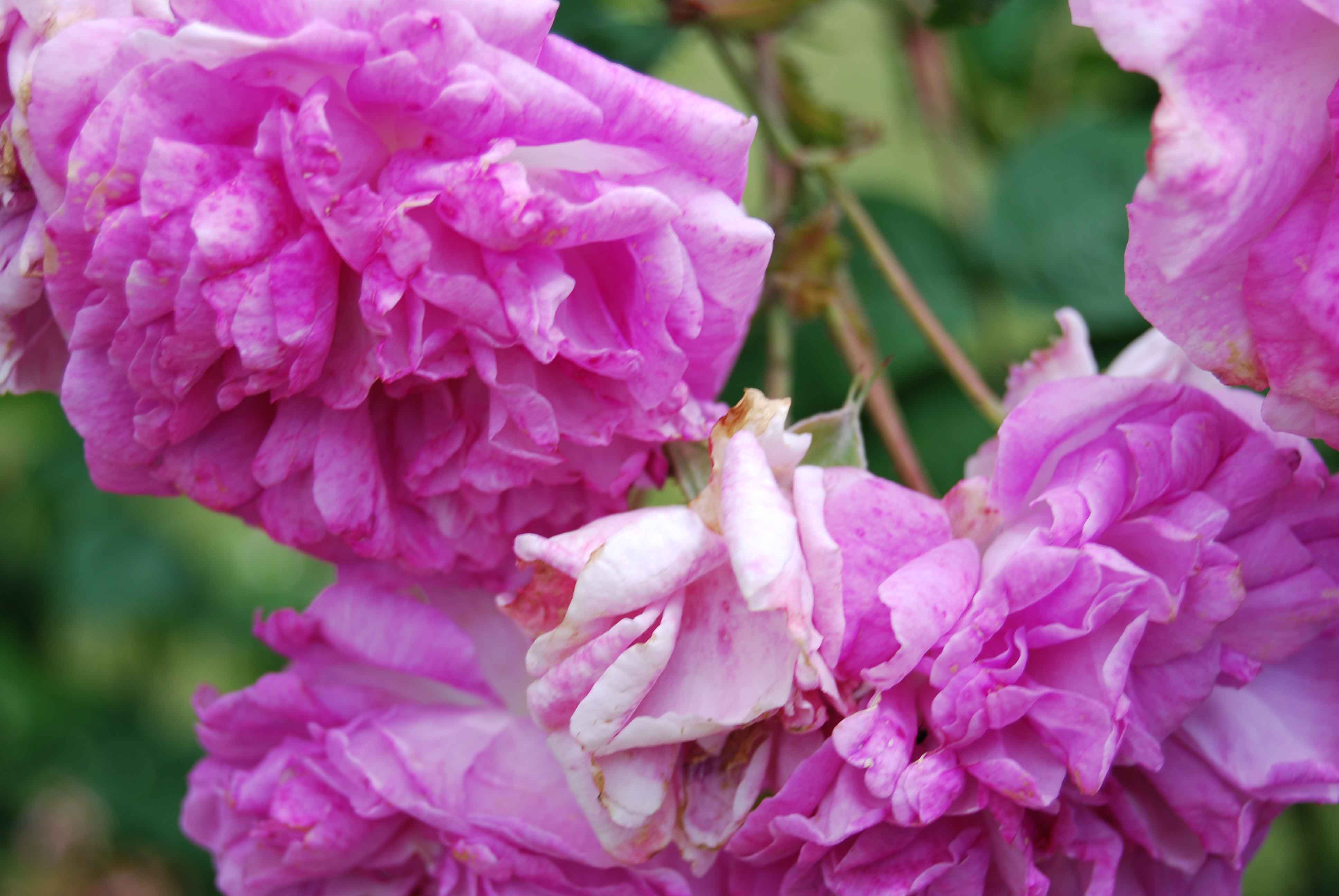 einvernehmliche Scheidung